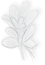 Flower Image